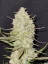 Fast Buds Cannabis Seeds Tropicana Cookies Auto