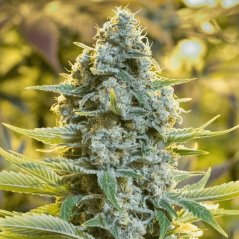 Silent Seeds Klassiset kannabiksen siemenet Moby Dick Feminized