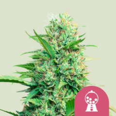 Royal Queen Seeds Cannabisfrø Rosa Runtz feminisert