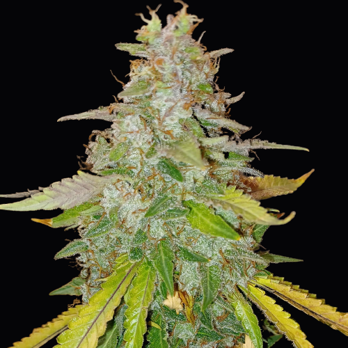 Doctor's Choice Seeds Niagara Auto Feminized