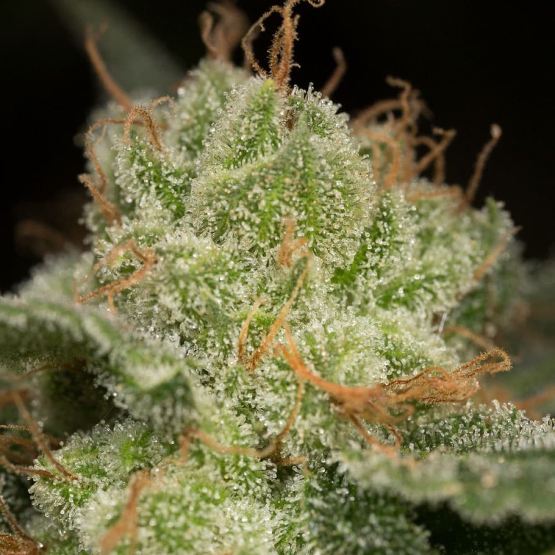 Silent Seeds Kannabiksen siemenet Lemon Tree Fast by Lemon Tree Feminized