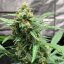 Doctor´s Choice Seeds Chronic Ryder BX Auto Regular