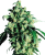 Sensi Seeds Cannabis Super Skunk® Regular, 10 db