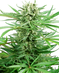 Sensi Seeds Kannabiksen siemenet Papi Chulo OG Feminized, 3-10 kpl