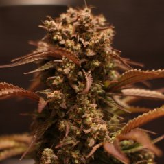 Doctor's Choice Seeds Purple Ryder Auto Feminized