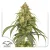 Dutch Passion Cannabis Seeds Auto CBD-Victory® Autoflowering