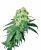 Sensi Seeds Semillas de cannabis White Rhino Regular de White Label, 10 uds.