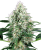 Sensi Seeds Cannabis Seeds Pure Power Plant Automatic Feminized by White Label, 3-10 kpl