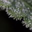 Silent Seeds Kannabiksen siemenet Lemon Tree Fast by Lemon Tree Feminized
