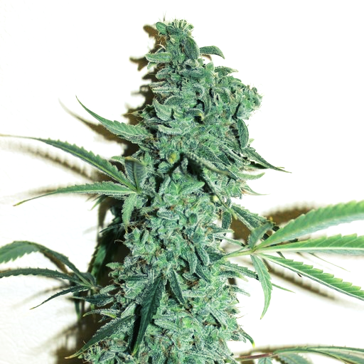 Doctor's Choice Seeds Niagara Auto Feminized