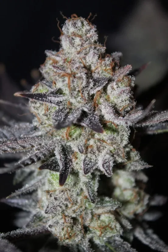 Fast Buds Cannabis Seeds Tropicana Cookies FF
