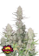 Fast Buds Cannabis Seeds Tropicana Cookies Auto