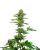 Sensi Seeds Semințe de canabis Satin Black Domina CBD® feminizate, 3-10 buc.