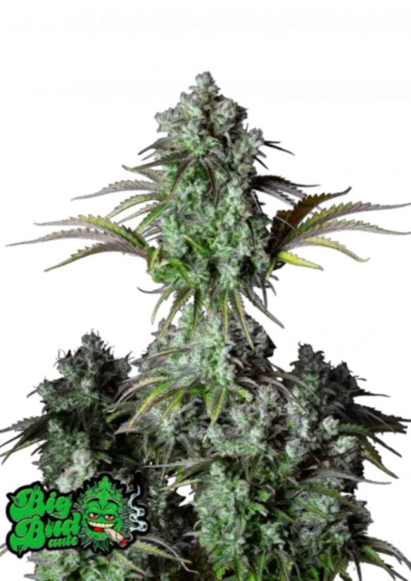 The Big Book of Buds マリファナ品種ガイド The Big Book of Buds: Marijuana Varieties from the World's