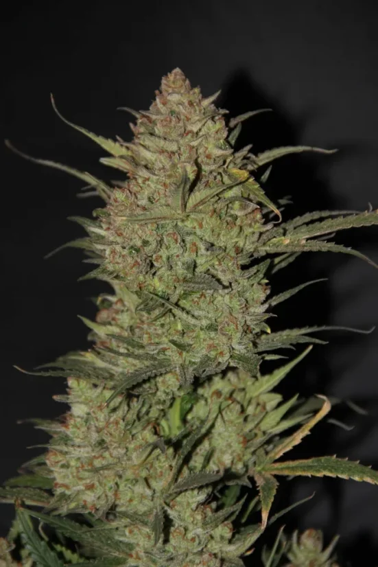 Fast Buds Cannabis Seeds OG Kush Auto