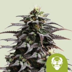 Royal Queen Seeds Seminte de canabis Grandaddy Purple Auto