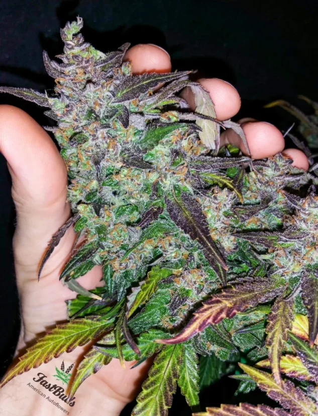 ファストバッズ 大麻種子 ファストベリーオート - 個数: 5個