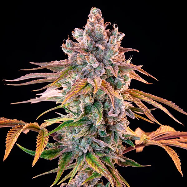 Royal Queen Seeds Kráľovský syr zo semien kanabisu – rýchlo feminizovaný