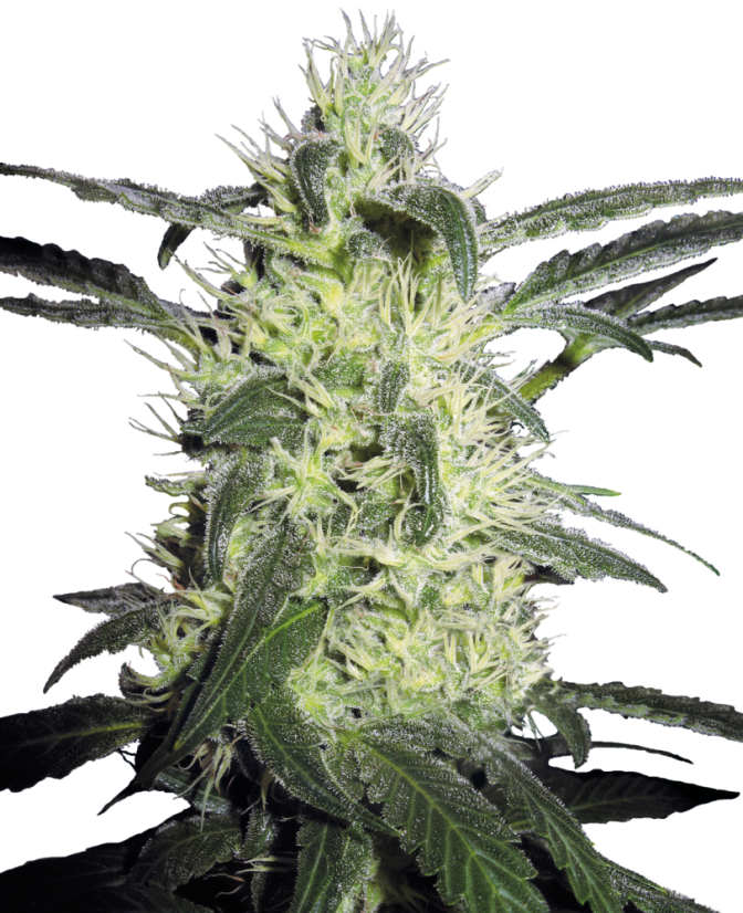 Sensi Seeds Cannabis Silver Haze® Regular, 10 kpl