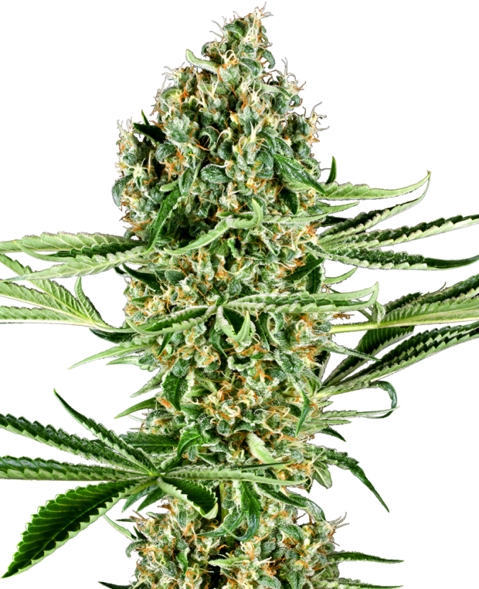 Sensi Seeds 大麻種子 クリティカル ランツ フェミナイズド、3