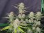 Fast Buds Cannabis Seeds Apricot Auto