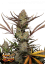 Fast Buds Cannabis Seeds Apple Strudel Auto