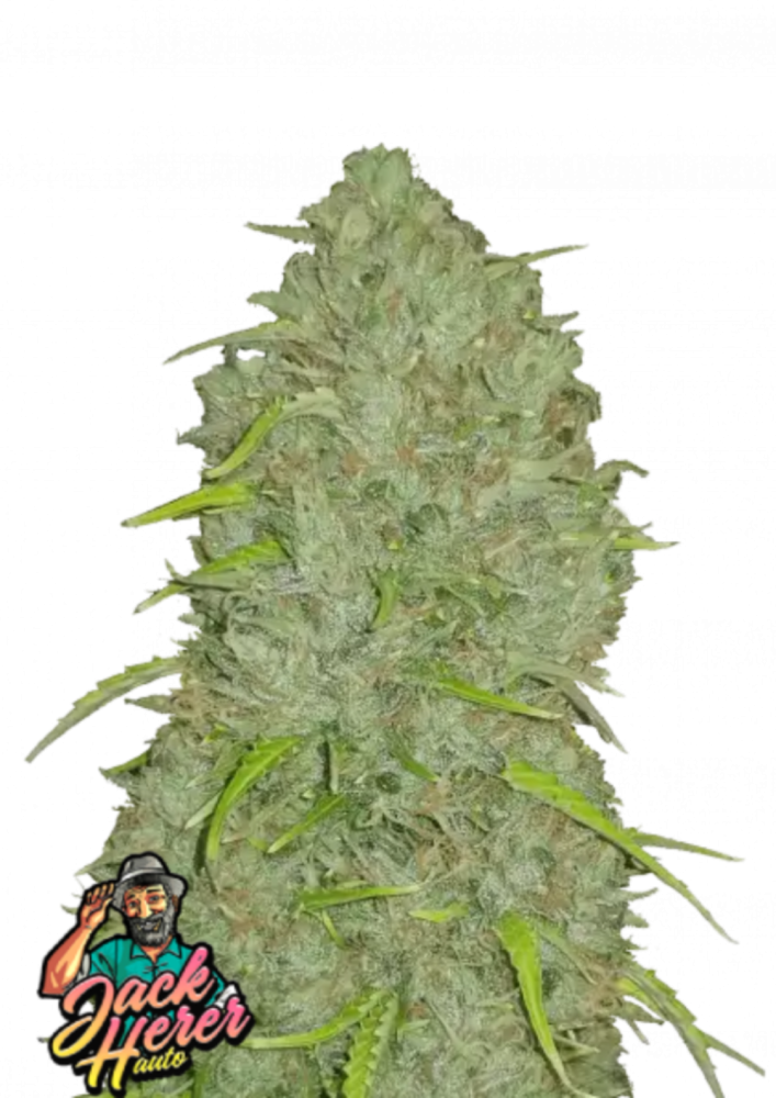 ファストバッズ 大麻種子 ジャック・ヘラー オート - 個数: 100個 ファストバッズ 大麻種子 ジャック・ヘラー オート - 個数: 100個
