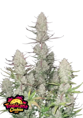 Fast Buds Cannabis Seeds Tropicana Cookies Auto