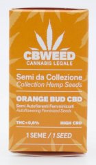 Cbweed Auto Orange Bud CBD - 1x Autoflowering Feminized Seed