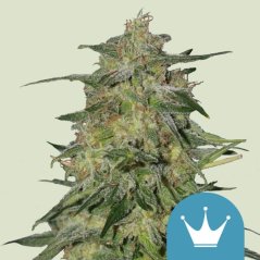Royal Queen Seeds Seminte de canabis Royal Highness feminizate (high CBD)