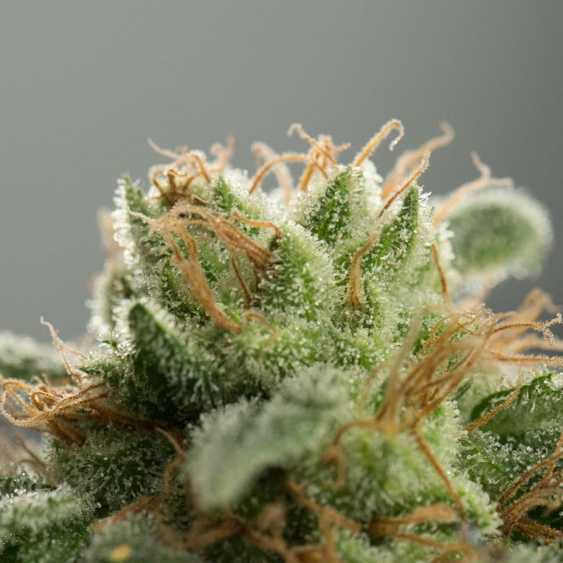 Silent Seeds Kannabiksen siemenet Lemon Tree Fast by Lemon Tree Feminized