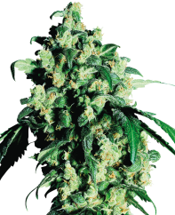 Sensi Seeds Cannabis Super Skunk® Regular, 10 kpl