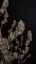 Fast Buds Cannabis Seeds Cheese Auto