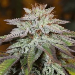 Silent Seeds Cannabis Seeds LA Vanilla Cake Auto Feminized