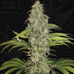 T.H.Seeds™ Semená kanabisu SAGE™ CBD, rôzne balenia, feminizované
