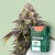 Canntropy Насіння Black Diesel (фемінізоване)
