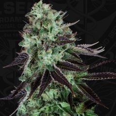 T.H.Seeds™ Cannabis Seeds Darkstar™, különféle csomag, normál