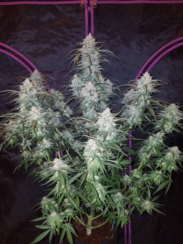 Pineapple Express　1 ファストバッズ 大麻種子 パイナップルエクスプレスオート