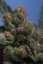 T.H.Seeds™ Kannabiksen siemenet SAGE™n Sour, eri pakkaus, tavallinen