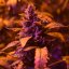 Doctor's Choice Seeds Doctor's Choice #1 Auto Feminized