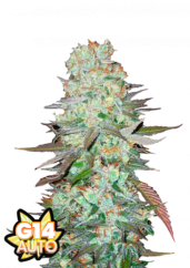 Fast Buds Cannabis Seeds G14 Auto