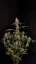 Fast Buds Cannabis Seeds Critical Auto