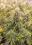 Dutch Passion Cannabis Seeds Auto Lemon Kix® Autoflowering