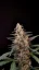 Fast Buds Cannabis Seeds Critical Auto