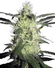 Sensi Seeds Cannabis Silver Haze® Regular, 10 kpl