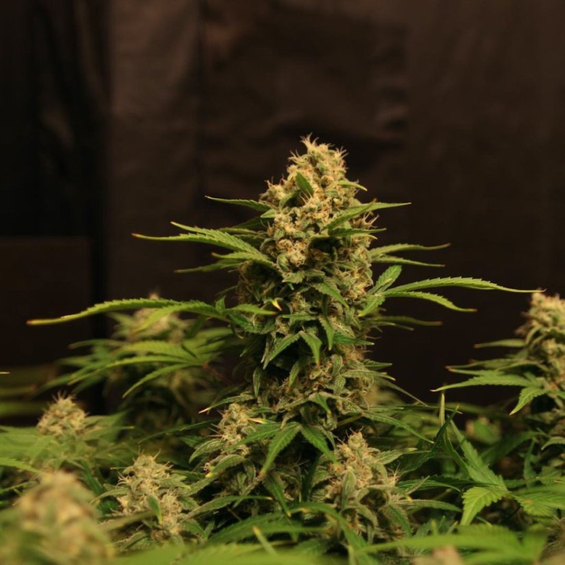 Doctor's Choice Seeds Devotchka Auto Feminized
