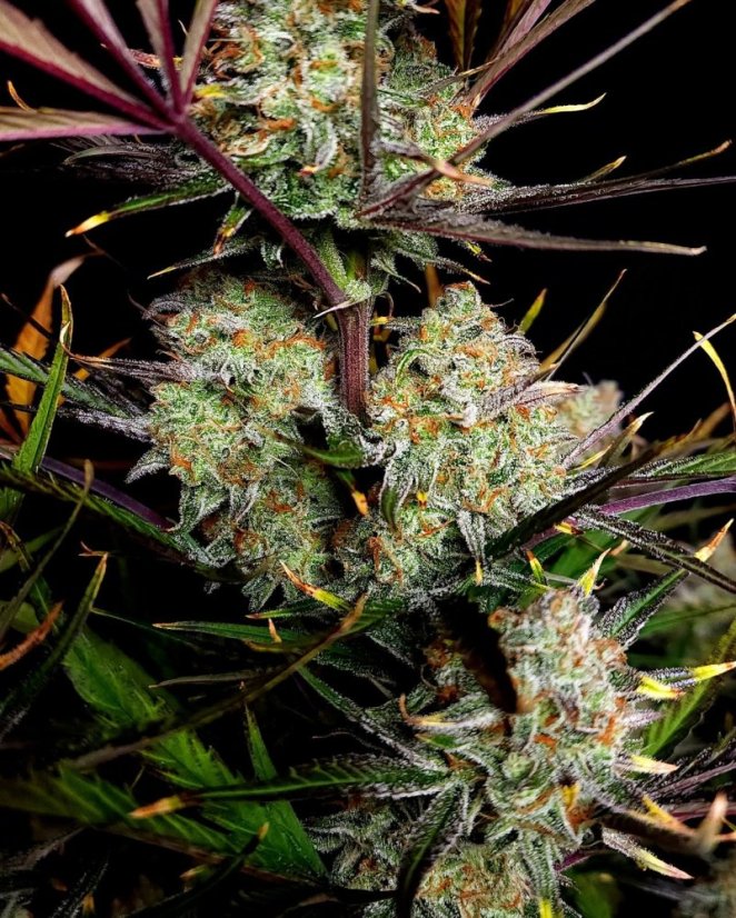 Fast Buds Cannabis Seeds Apple Strudel Auto