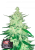 Fast Buds Cannabis Seeds CBD Crack Auto