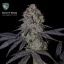 T.H.Seeds™ Cannabis Seeds Runtz N' Roses, eri pakkaus, feminisoitu
