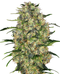 Sensi Seeds Cannabis Seeds Black Domina® Regular, 10 kpl